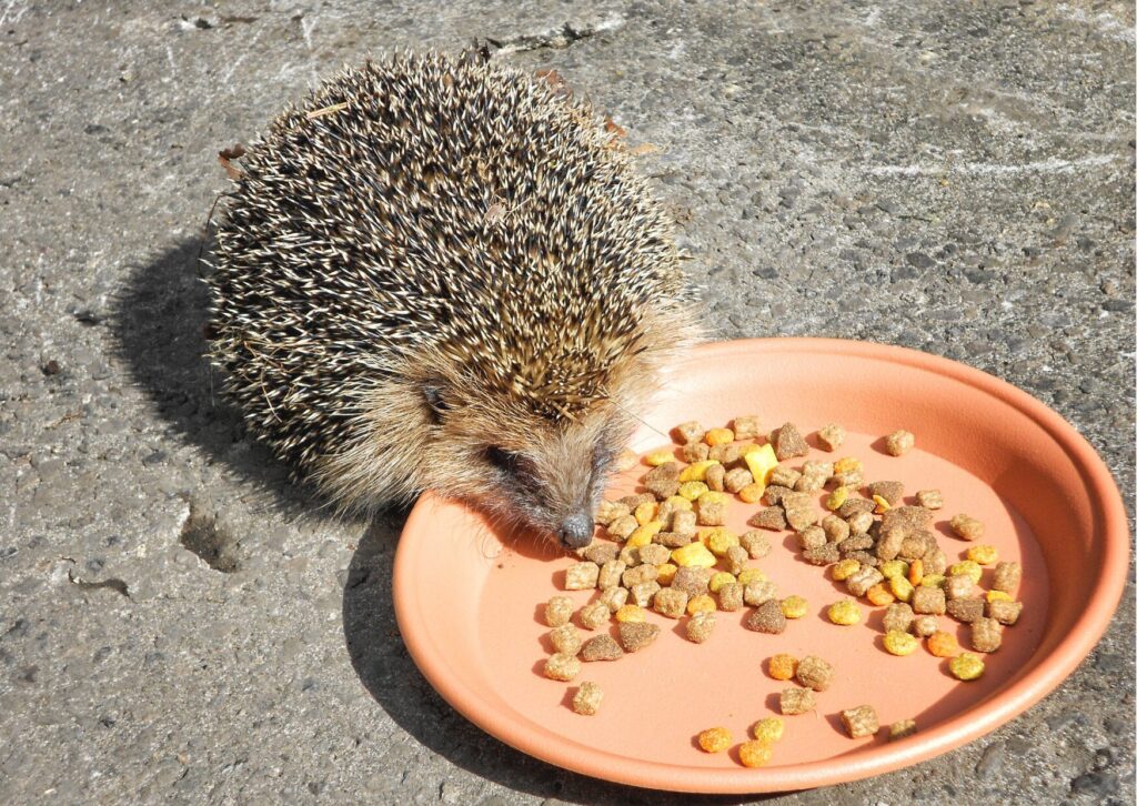 ごはん・お水のご用意