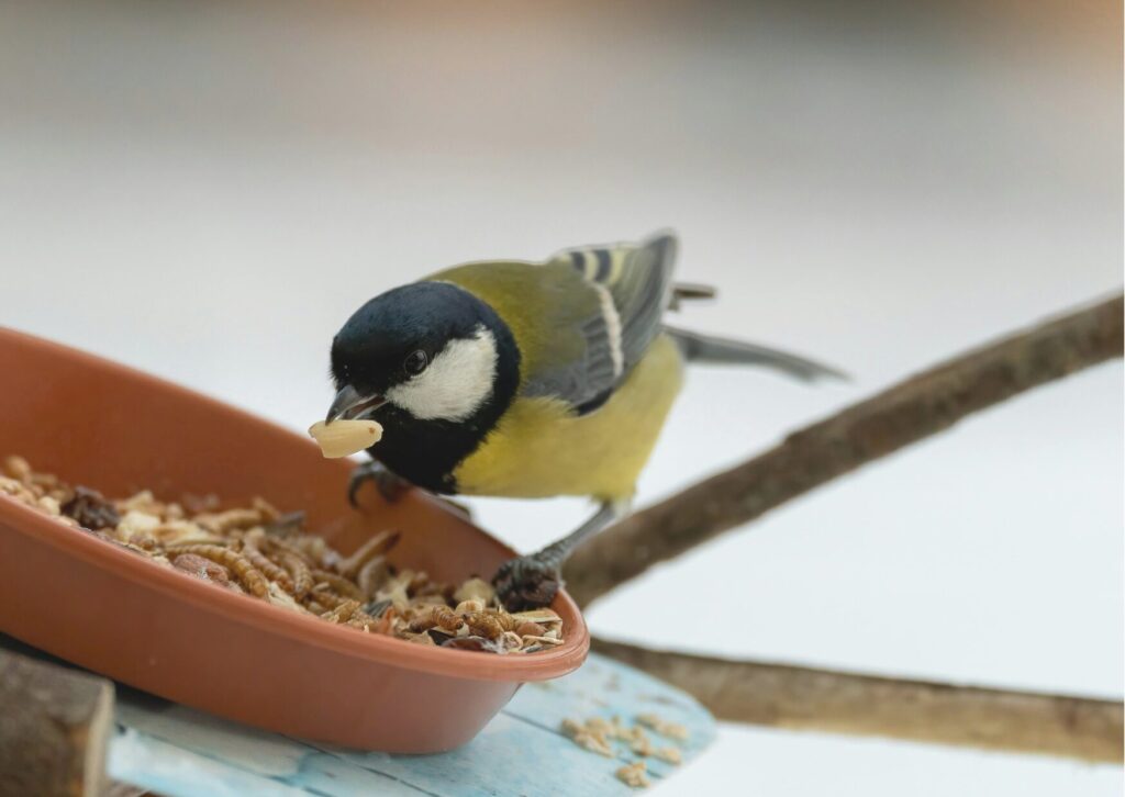 ごはん・お水のご用意