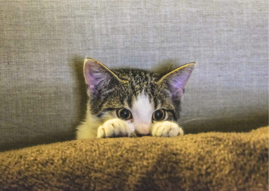 隠れ猫対応ショートコース