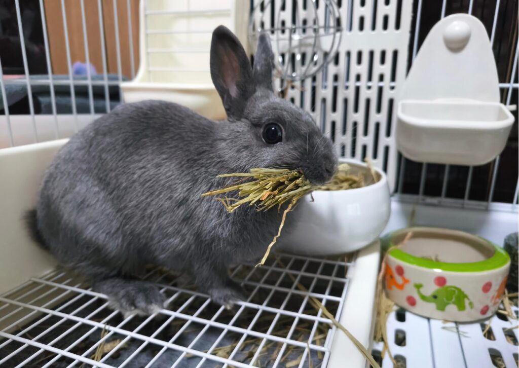 ごはん・お水のご用意