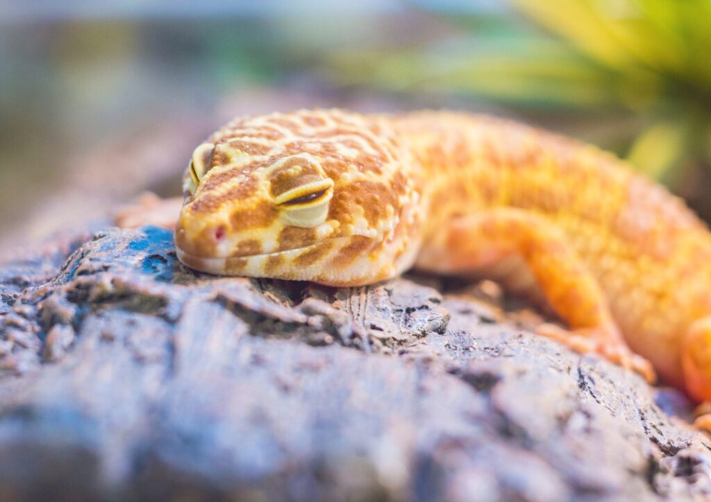 健康状態の確認