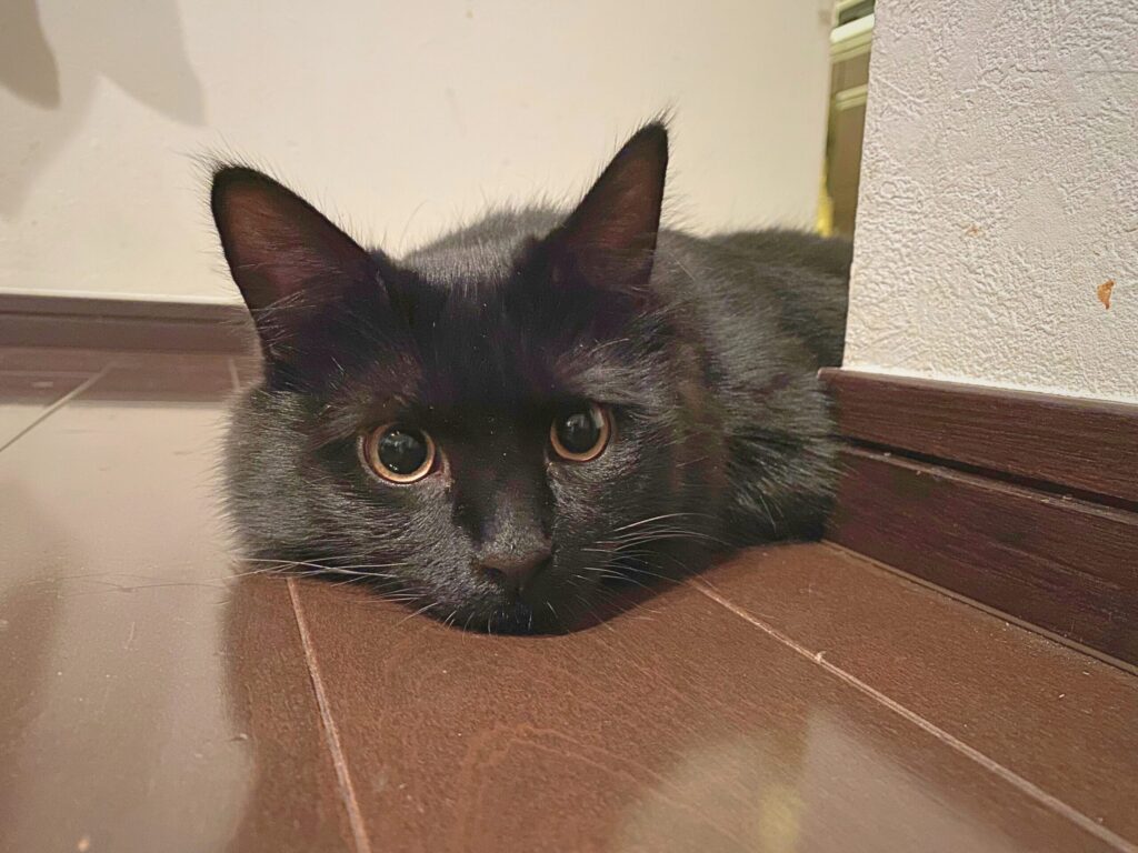 繊細な猫に寄り添う安心のお世話