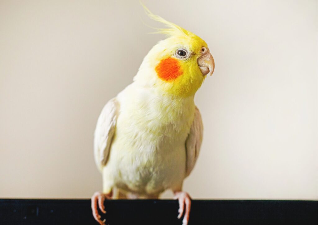 健康状態の確認