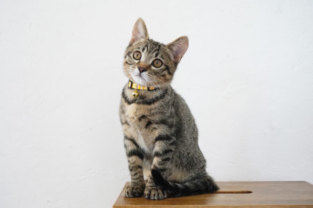 猫の留守番ストレスを防ぐには？原因・サインと安心できる対策