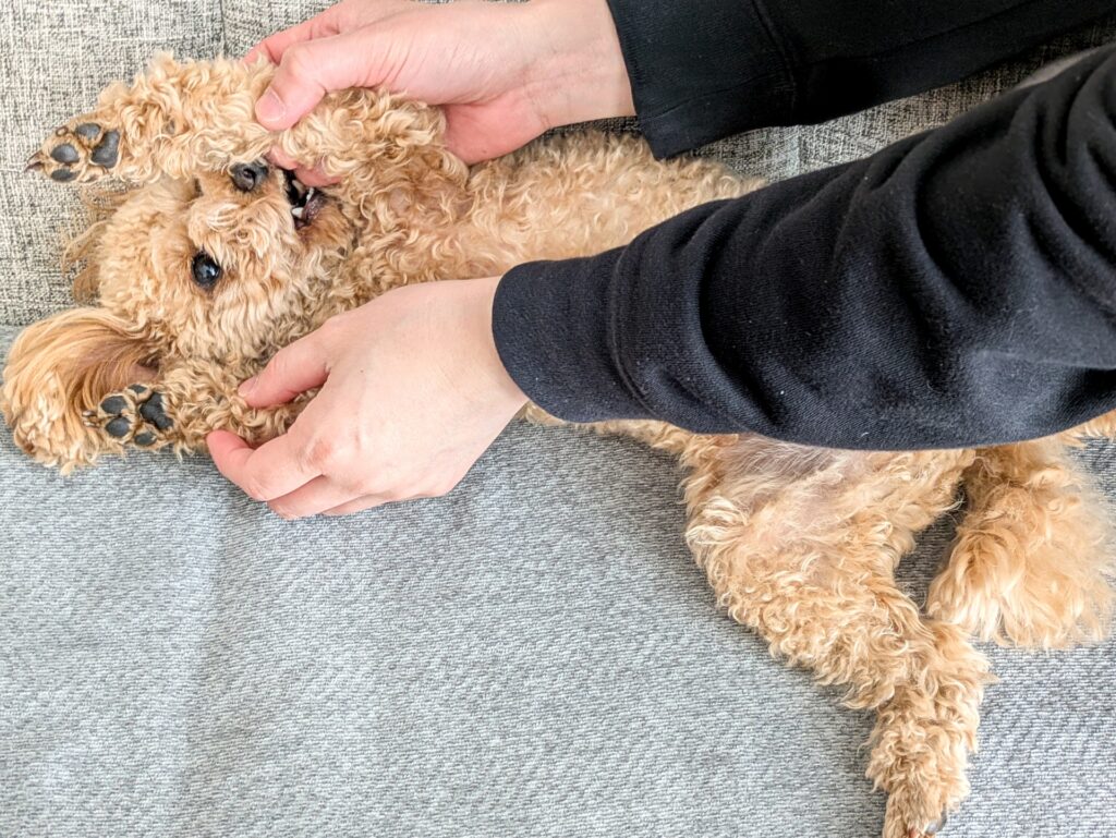 犬のお世話完全ガイド｜毎日〜年1回の内容と頻度