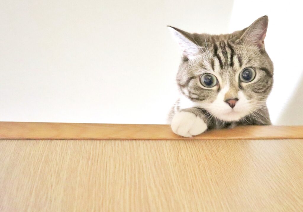 キャットシッターとは？仕事内容や利用方法を解説
