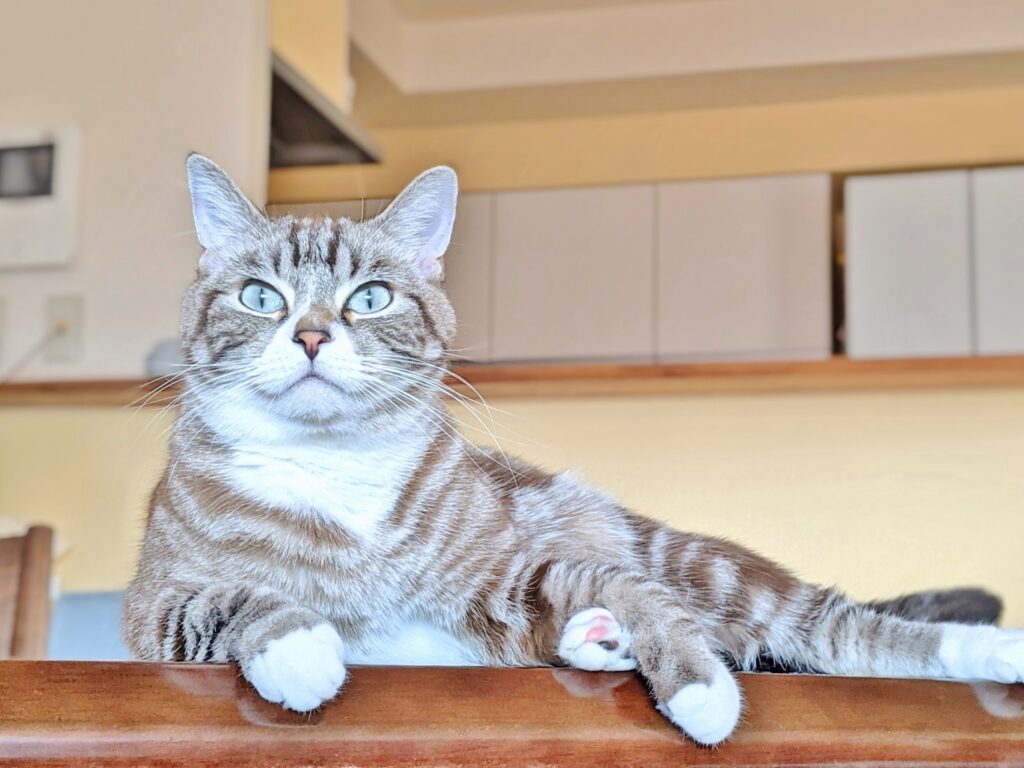 猫のお世話完全ガイド｜迎え方から日々のケアまで解説