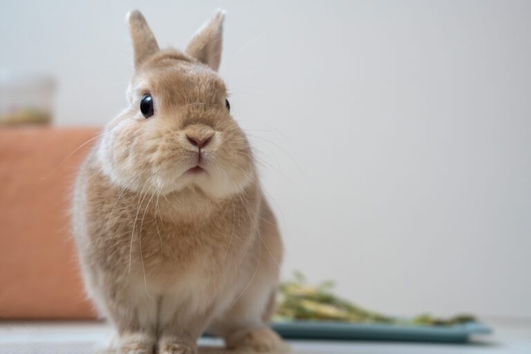 うさぎの飼育ガイド｜迎える前の準備から費用・寿命まで