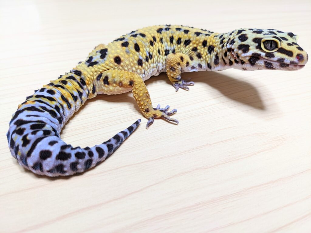 床の上のヒョウモントカゲモドキ（レオパ）