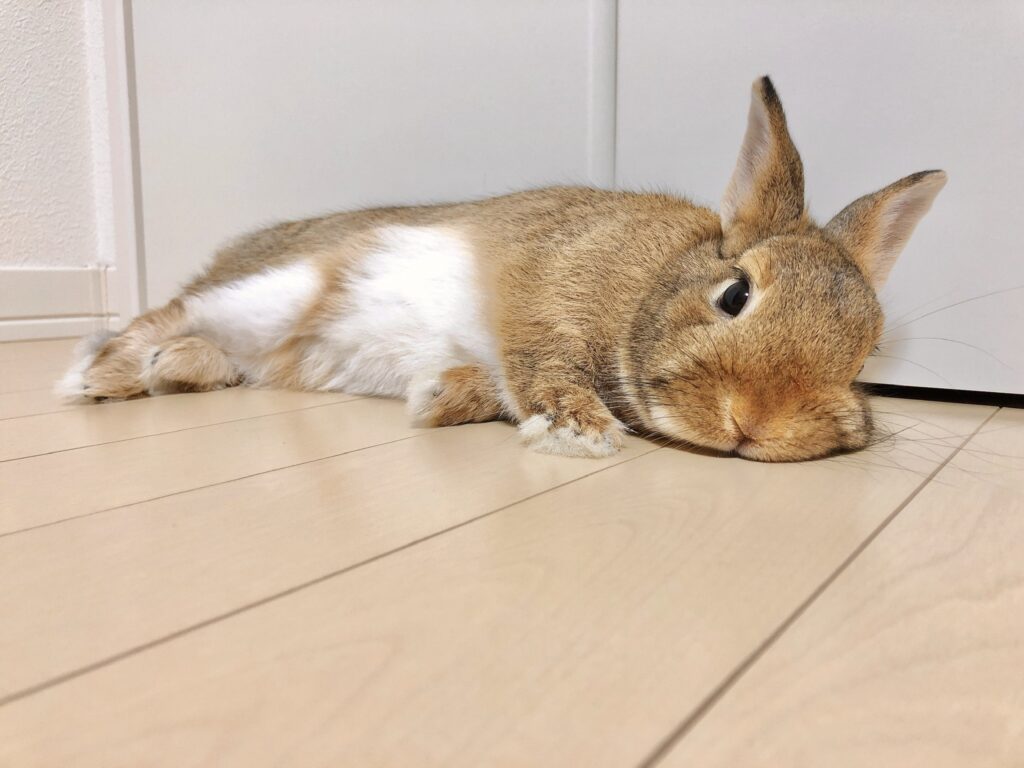床に体を伸ばして寝そべるうさぎ