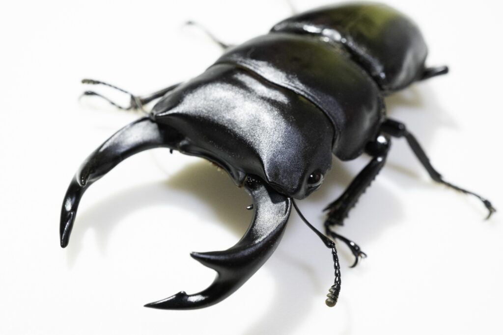 クワガタは旅行中どうする？種類と季節で変わる留守番対策