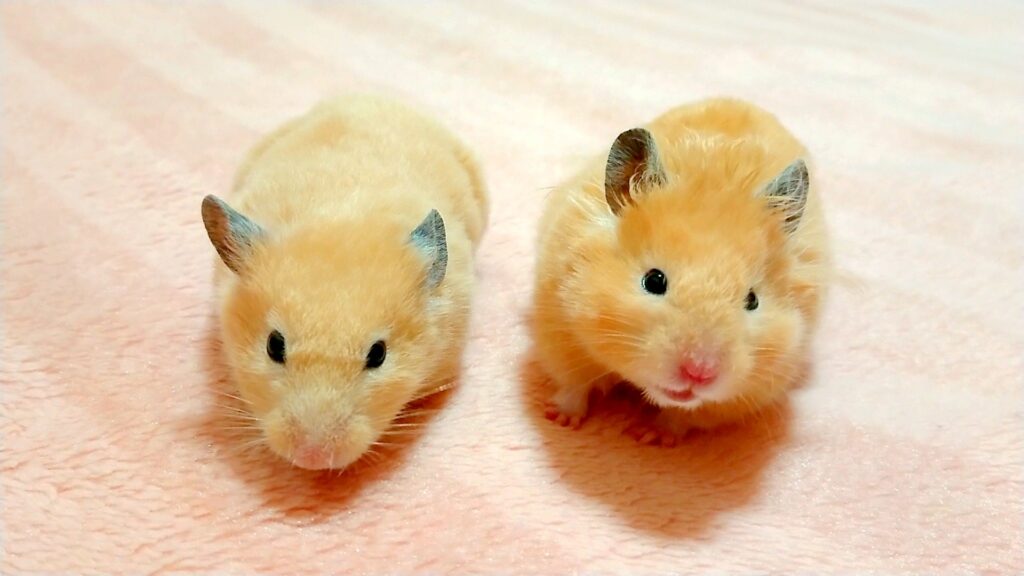 ハムスターの飼い方完全ガイド｜迎える準備と毎日のお世話
