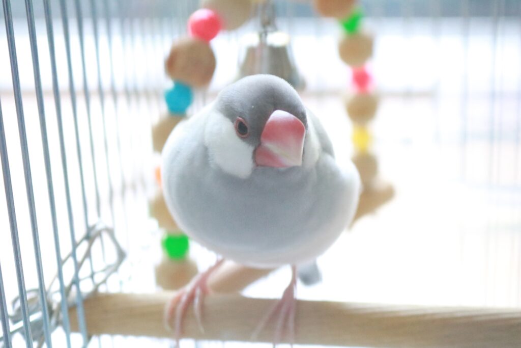 文鳥を預けるときの預け先比較と準備・注意点