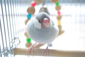 文鳥を預けるときの預け先比較と準備・注意点
