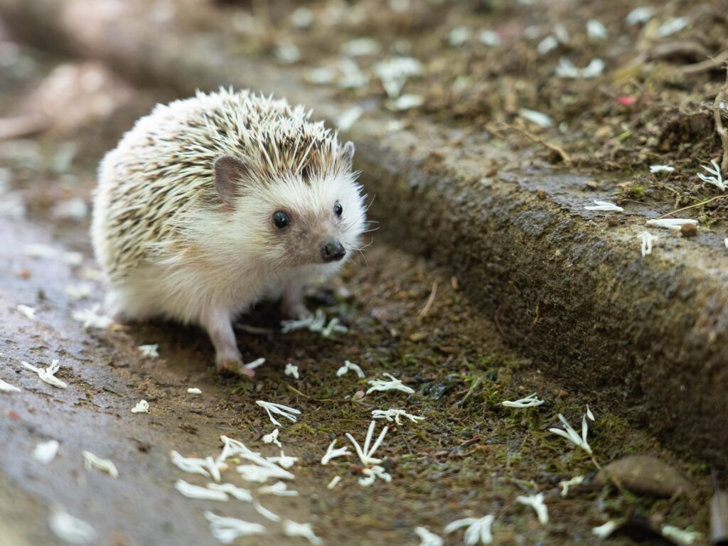 ハリネズミと旅行｜温度管理で決める留守番と預け先