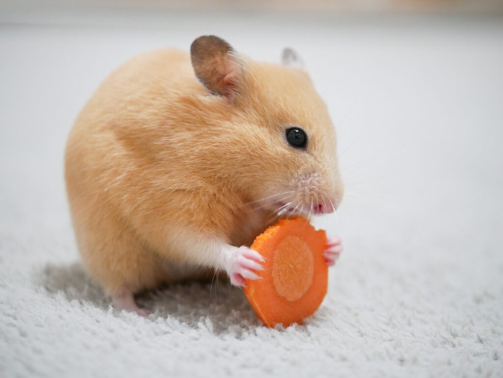 にんじんを両手で持って食べるハムスター