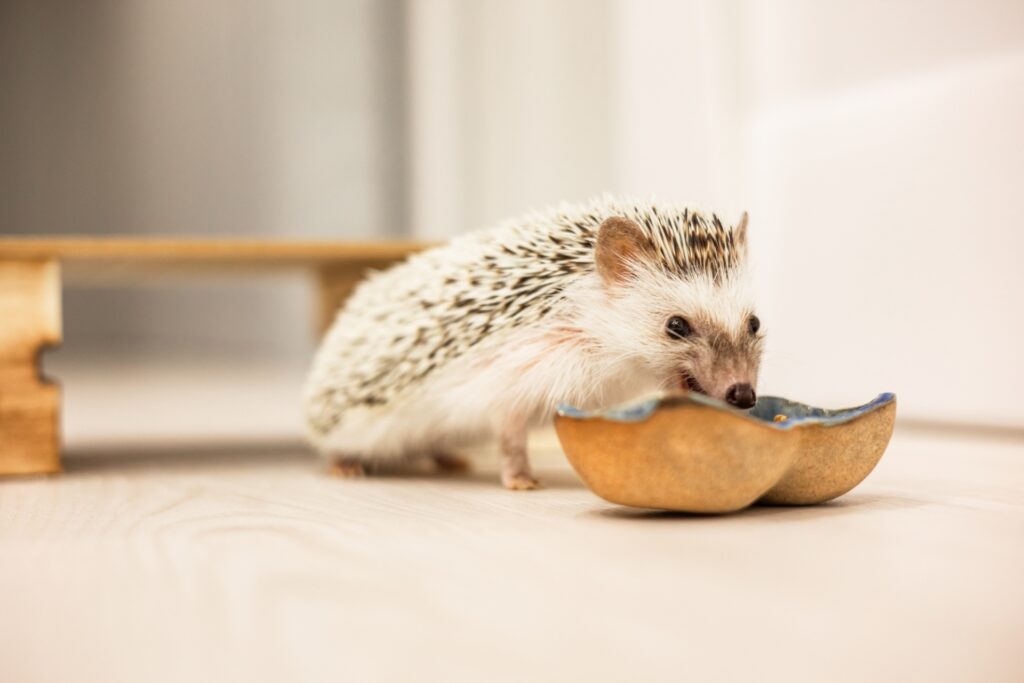 器から餌を食べるハリネズミ