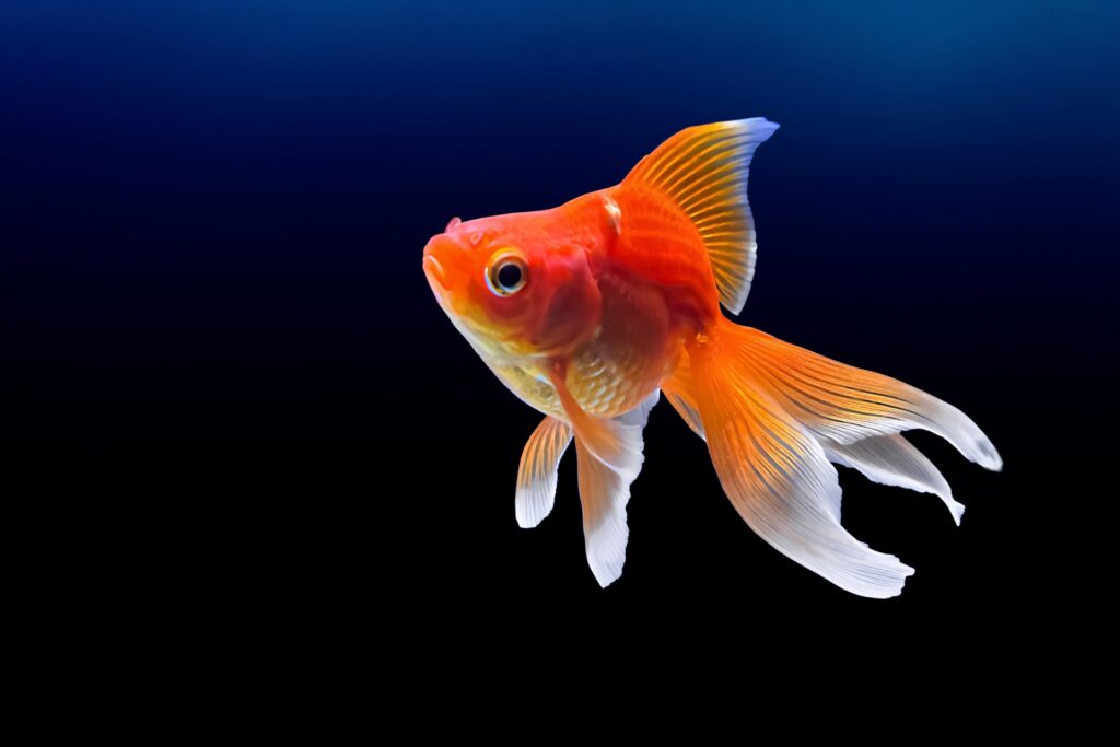 金魚の旅行中の餌は必要？留守の日数別の対策と水槽管理