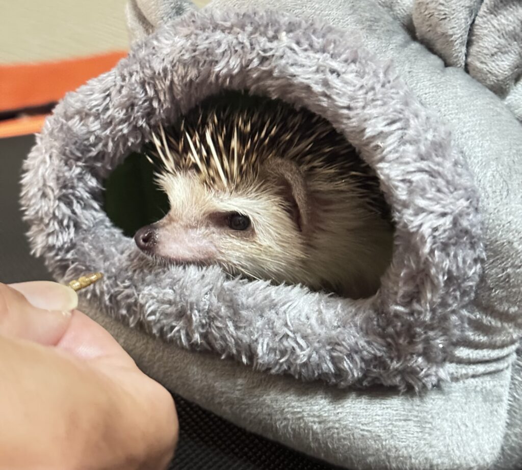 寝袋のようなポーチから顔を出すハリネズミ