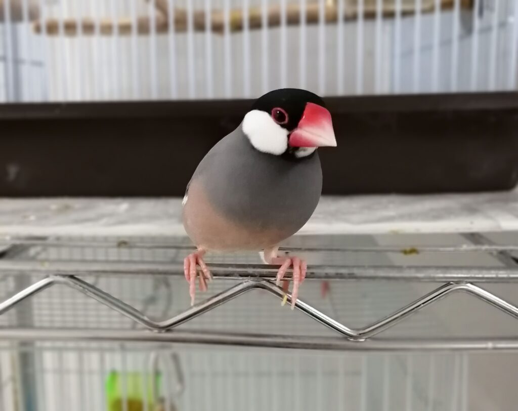 ワイヤーラックに止まる文鳥