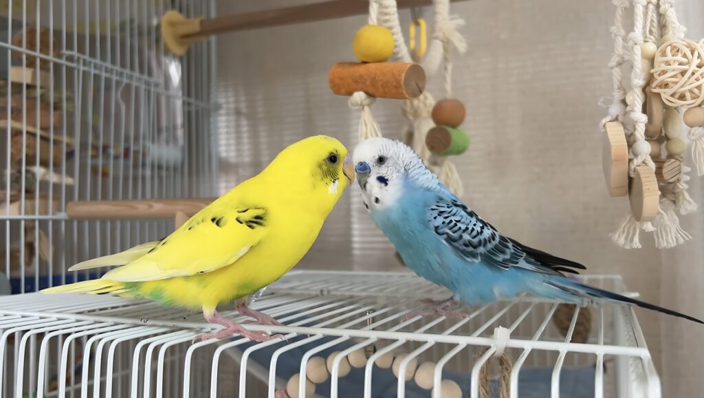インコを預けるには?種類別の預け先と準備のポイント