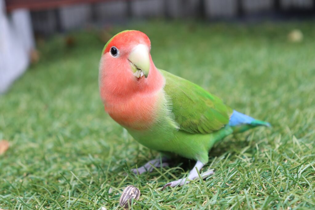 芝生の上のコザクラインコ