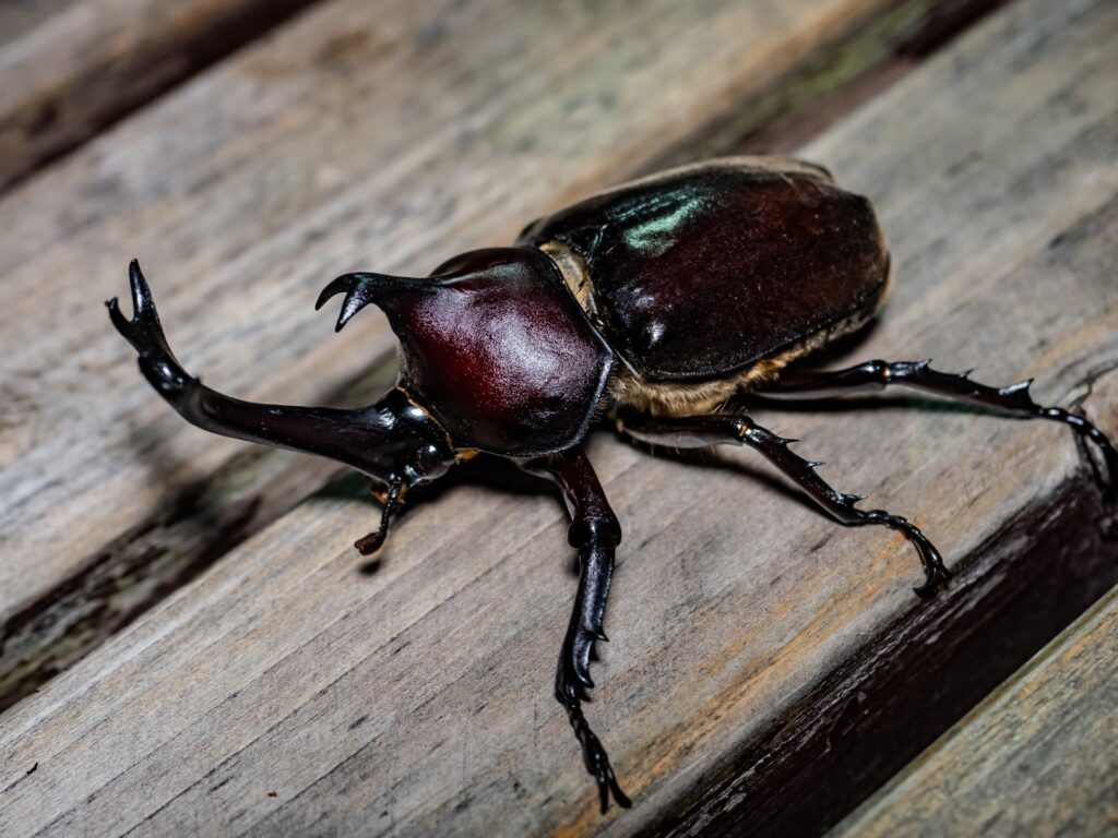 カブトムシは旅行中どうする？留守の日数別の準備と対策