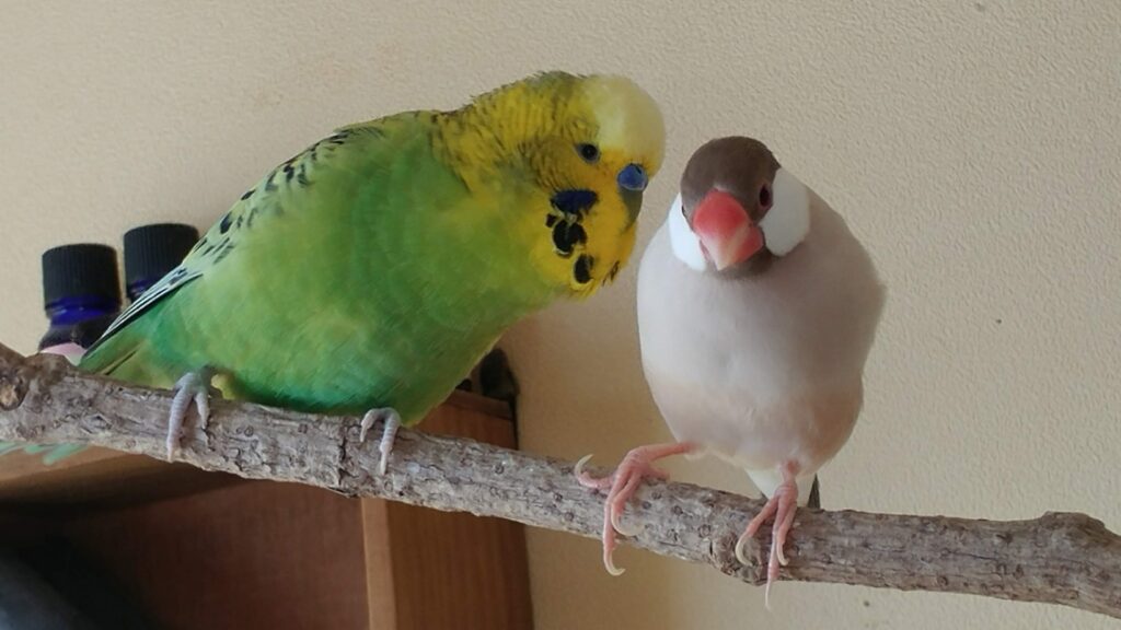 ペットシッターに鳥のお世話を頼む前に｜依頼内容と選び方